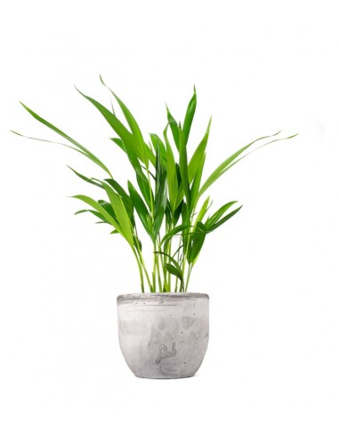 Areca Dypsis Lutescens