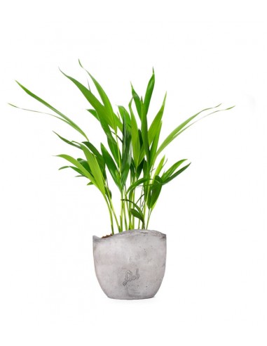 Areca Dypsis Lutescens