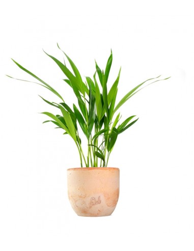 Areca Dypsis Lutescens