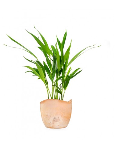 Areca Dypsis Lutescens