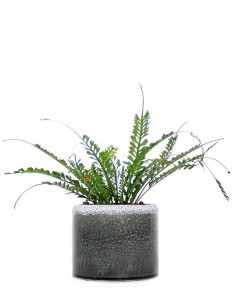 Asplenio Kenzoi idrocoltura