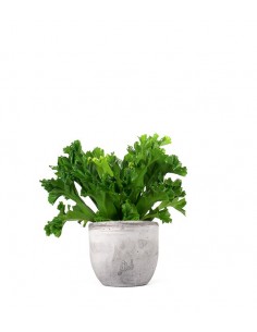 Asplenium Antiquum Leslie