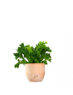 Asplenium Antiquum Leslie 2