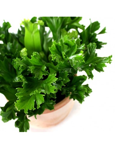 Asplenium Antiquum Leslie