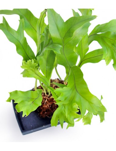 Asplenium antiquum leslie su roccia...