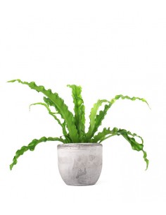 Asplenium antiquum osaka