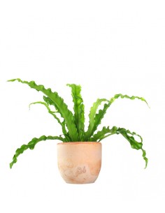 Asplenium antiquum osaka 2