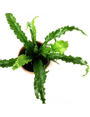 Asplenium antiquum osaka