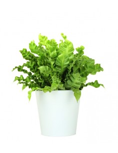 Asplenium Crispy wave vaso 17