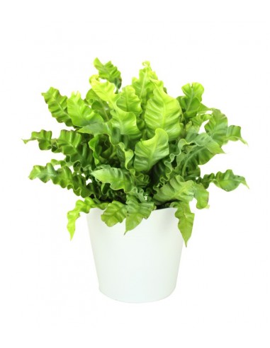 Asplenium Crispy wave vaso 17