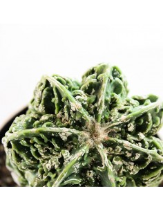 Astrophytum myrostigma cv.... 2