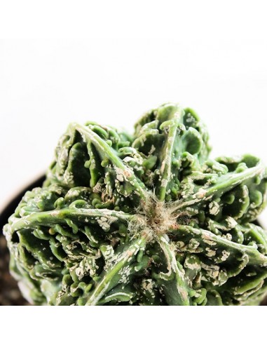 Astrophytum myrostigma cv. Hanakago