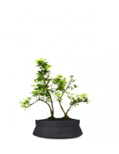 Azalea boschetto