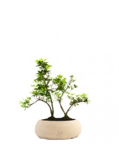 Azalea boschetto 2
