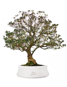 Azalea Giapponese XL