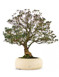 Azalea Giapponese XL 2