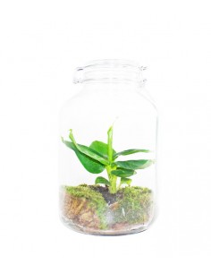 Banano in mini serra