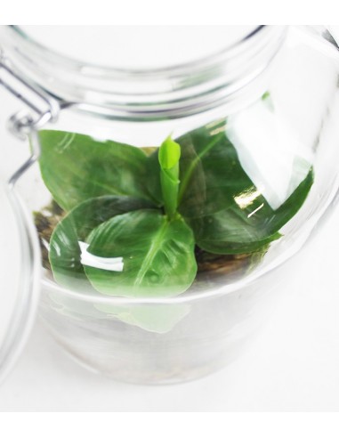 Banano in mini serra