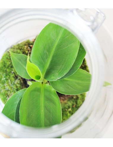 Banano in mini serra