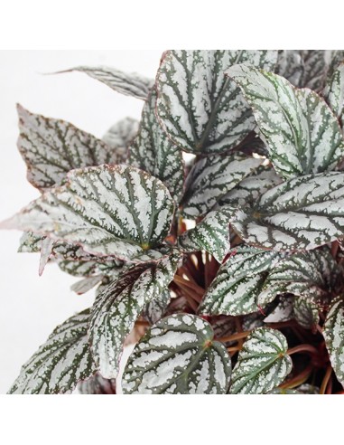 Begonia Rex grigia