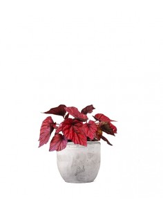 Begonia Rex Inca Flame 2