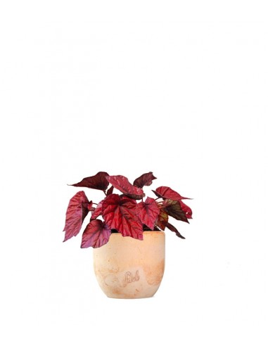 Begonia Rex Inca Flame