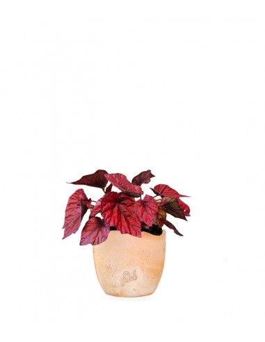 Begonia Rex Inca Flame