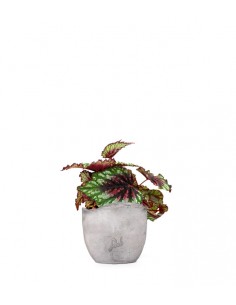 Begonia Rex tricolore 2