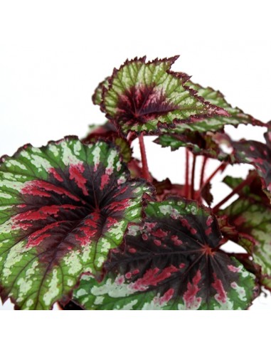 Begonia Rex tricolore
