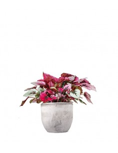 Begonia Rex Viola