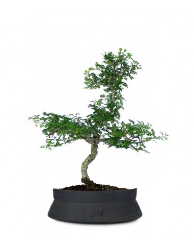 Biancospino Bonsai impalcato Biancospino Bonsai impalcato