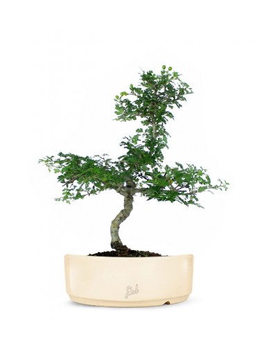 Biancospino Bonsai impalcato Biancospino Bonsai impalcato