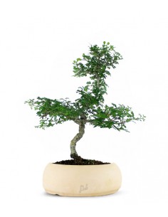 Biancospino Bonsai impalcato 2