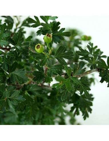Biancospino Bonsai impalcato Biancospino Bonsai impalcato