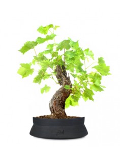 Bonsai Vite