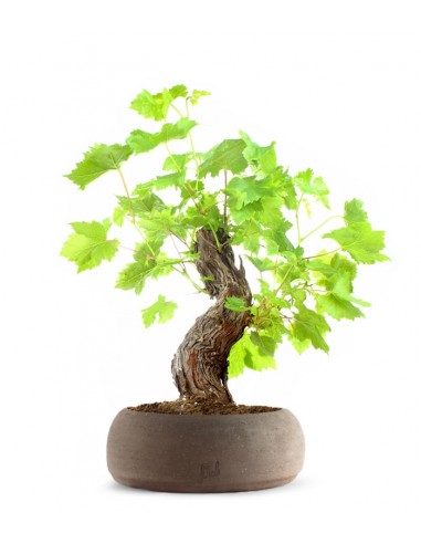 Bonsai Vite Bonsai Vite