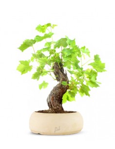 Bonsai Vite 2