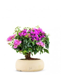 Bouganville da balcone