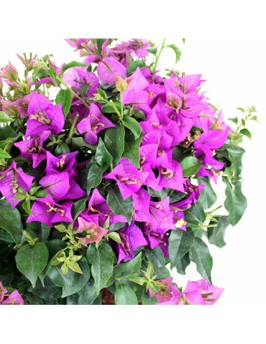 Bouganville da balcone