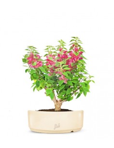 Bouganville Mini Thai