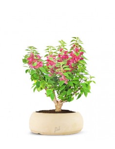 Bouganville Mini Thai 2