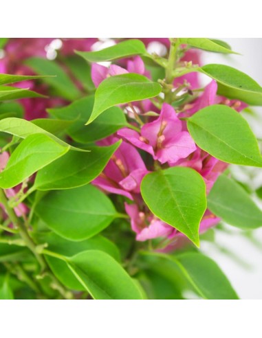 Bouganville Mini Thai