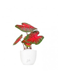 Caladium "Red Flash"