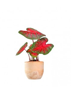 Caladium "Red Flash" 2