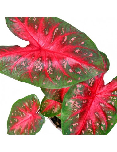 Caladium "Red Flash"
