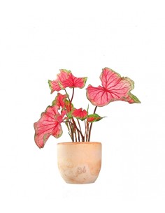 Caladium "Sizzle" 2