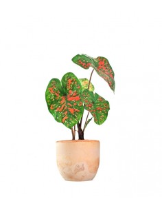 Caladium "Sparkle" 2