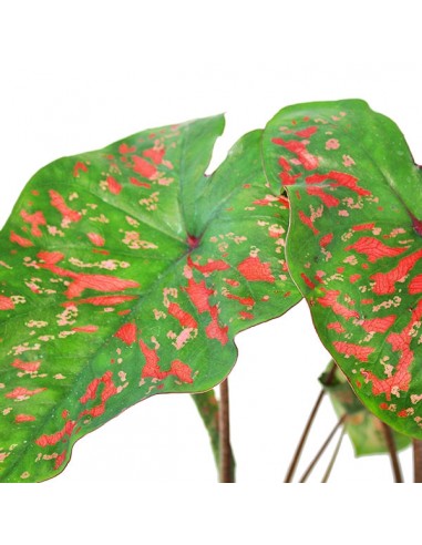 Caladium "Sparkle"