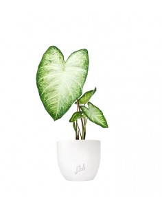 Caladium "White marble"