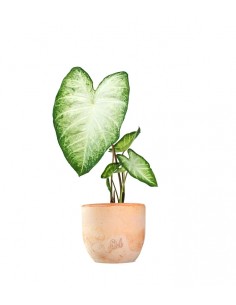 Caladium "White marble" 2